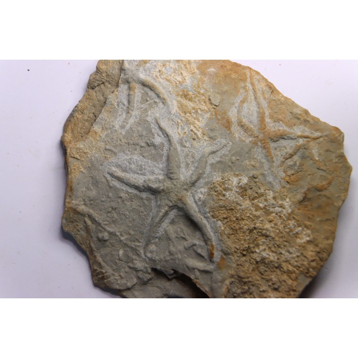 Asteriacites lumbricalis - trias - Beaune, France