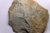 Asteriacites lumbricalis - trias - Beaune, France