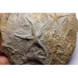 Asteriacites lumbricalis - trias - Beaune, France