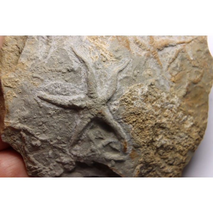 Asteriacites lumbricalis - trias - Beaune, France