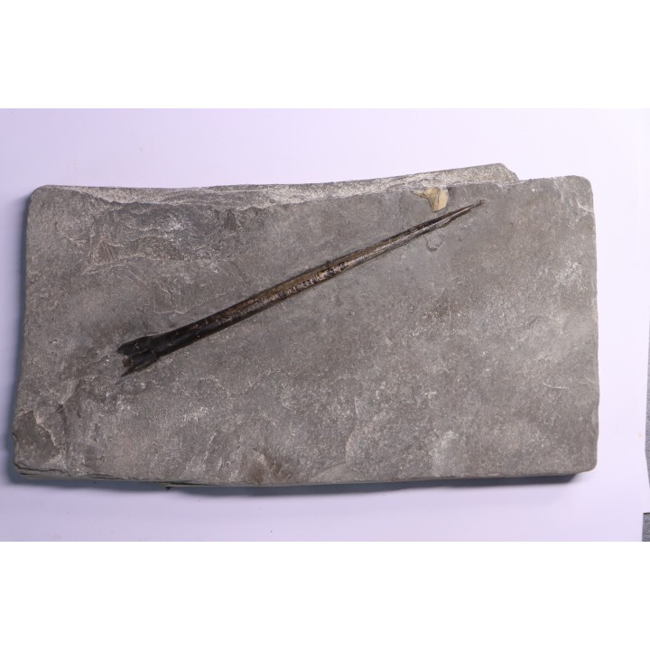 bélemnite:  Youngibelus gigas - lower Toarcian  Holzmaden, Germany