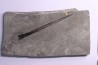 bélemnite: Youngibelus gigas - lower Toarcian Holzmaden, Germany