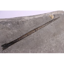 grand bélemnite 18 cm:  Youngibelus gigas - Toarcien inférieur - Holzmaden, Allemagne
