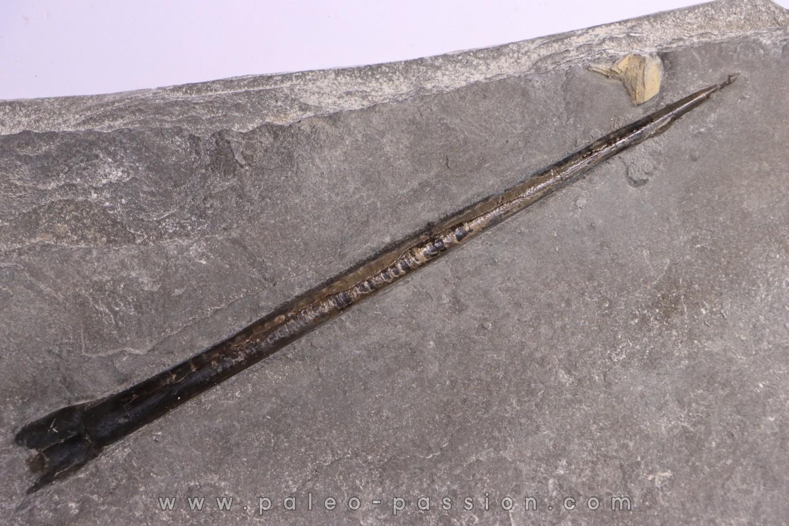 bélemnite: Youngibelus gigas - lower Toarcian Holzmaden, Germany