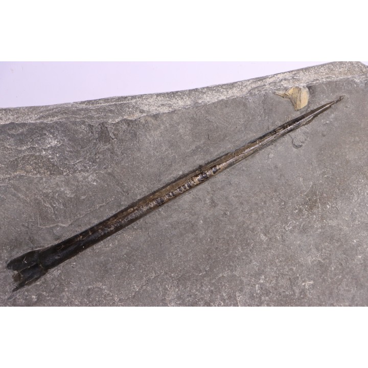 grand bélemnite 18 cm:  Youngibelus gigas - Toarcien inférieur - Holzmaden, Allemagne