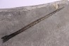 bélemnite: Youngibelus gigas - lower Toarcian Holzmaden, Germany