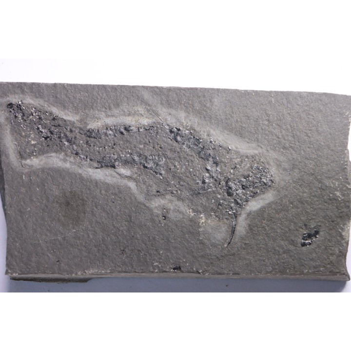Acanthodien:  Cheiracanthus murchisoni - Dévonien moyen -"old red sandstone Fmt"-  Orkney, Scotland