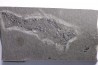 Acanthodien:  Cheiracanthus murchisoni - Dévonien moyen -"old red sandstone Fmt"-  Orkney, Scotland