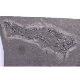 Acanthodian:  Cheiracanthus murchisoni - Middle Devonian - old red sandstone Fmt - Orkney, Scotland