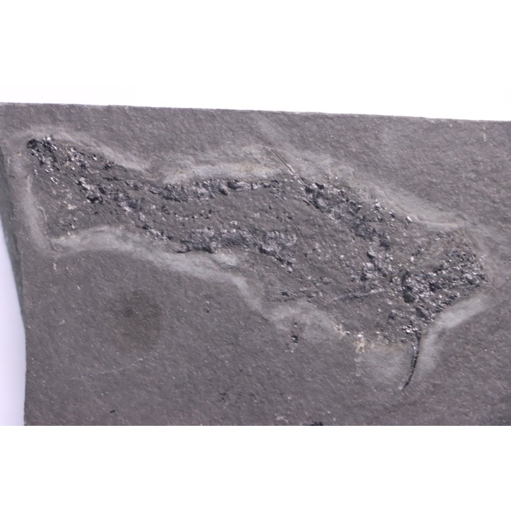 Acanthodien:  Cheiracanthus murchisoni - Dévonien moyen -"old red sandstone Fmt"-  Orkney, Scotland