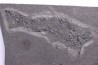 Acanthodien:  Cheiracanthus murchisoni - Dévonien moyen -"old red sandstone Fmt"-  Orkney, Scotland