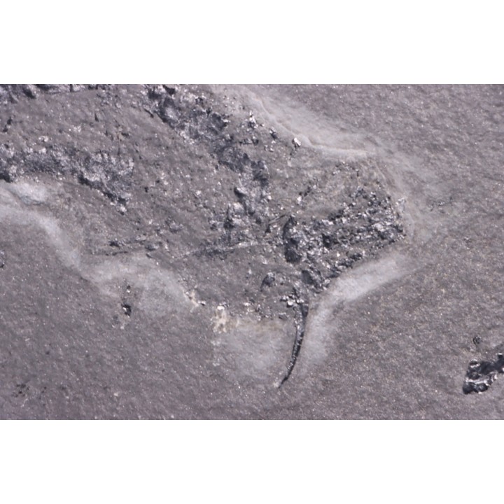 Acanthodian:  Cheiracanthus murchisoni - Middle Devonian - old red sandstone Fmt - Orkney, Scotland