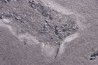 Acanthodian:  Cheiracanthus murchisoni - Middle Devonian - old red sandstone Fmt - Orkney, Scotland