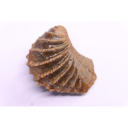 LINOTRIGONIA fittoni - Albien moyen - carriere Courcelles,  Villemoyenne, Aube, FRANCE