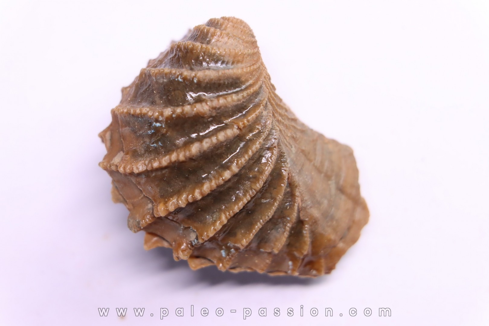LINOTRIGONIA fittoni - Middle Albian - Courcelles quarry, Villemoyenne, Aube, FRANCE