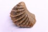 LINOTRIGONIA fittoni - Middle Albian - Courcelles quarry, Villemoyenne, Aube, FRANCE