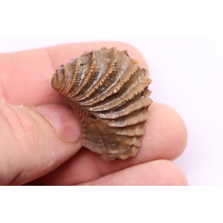 LINOTRIGONIA fittoni - Middle Albian - Courcelles quarry,  Villemoyenne, Aube, FRANCE