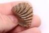 LINOTRIGONIA fittoni - Albien moyen - carriere Courcelles, Villemoyenne, Aube, FRANCE
