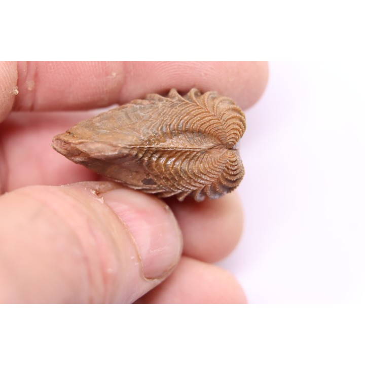 LINOTRIGONIA fittoni - Albien moyen - carriere Courcelles,  Villemoyenne, Aube, FRANCE