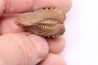 LINOTRIGONIA fittoni - Albien moyen - carriere Courcelles, Villemoyenne, Aube, FRANCE