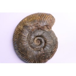 Hammatoceras Speciosum - Toarcien - Roanne - FRANCE
