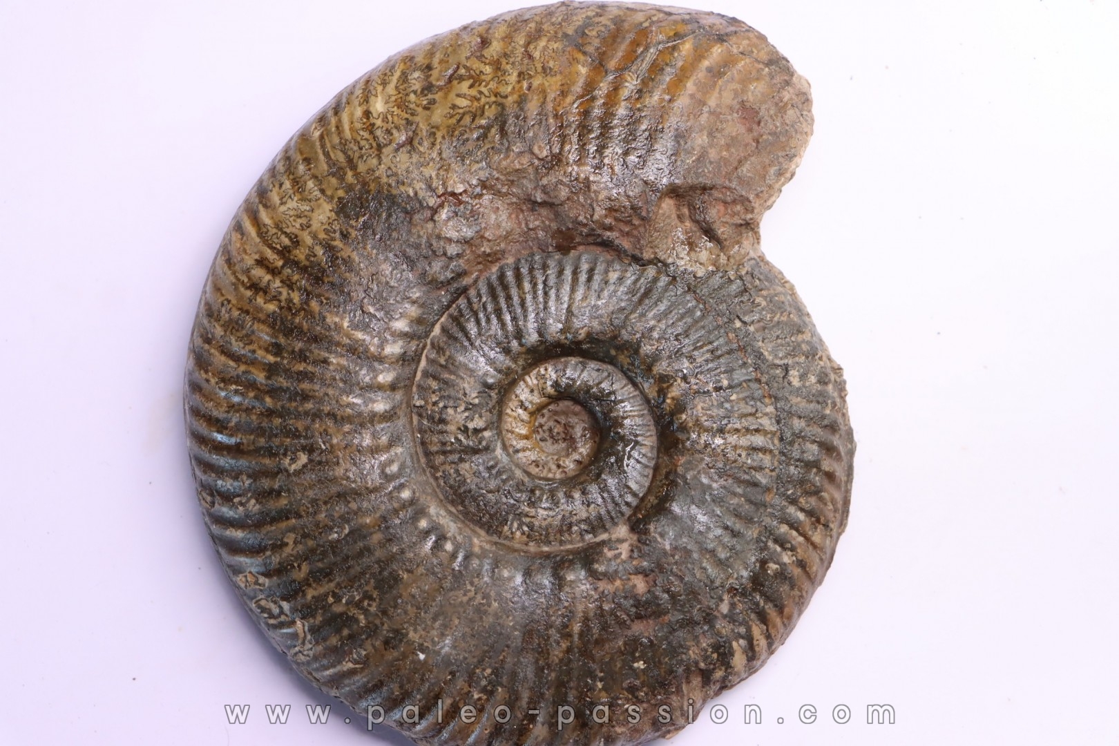 Hammatoceras Speciosum - Toarcien - Roanne - FRANCE