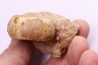 Nodicoeloceras crassoides  - Toarcien - Brionnais, France