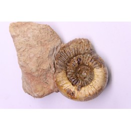 Nodicoeloceras crassoides - Toarcien - Brionnais, France