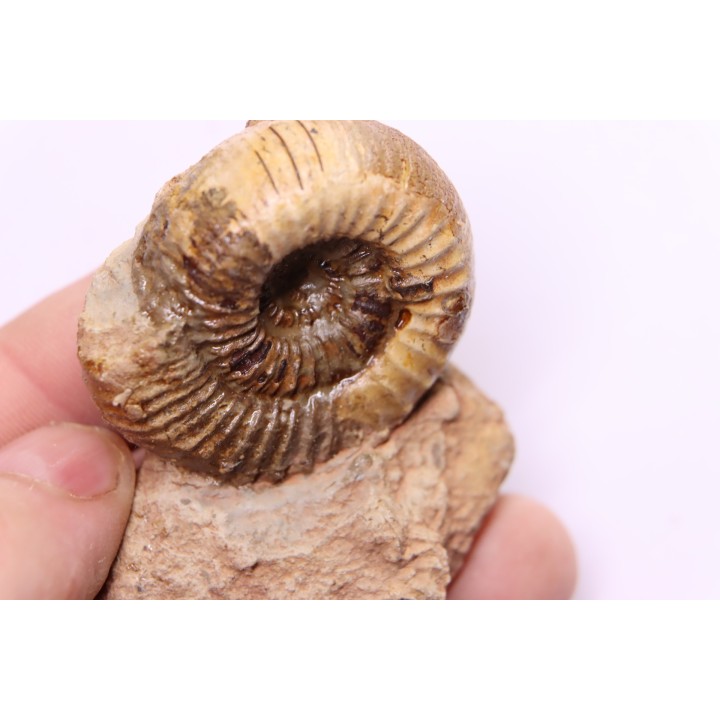 Nodicoeloceras crassoides  - Toarcien - Brionnais, France