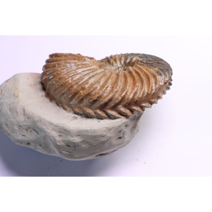 Hoplites dentatus - albien moyen - ancienne carrière Courcelles - France
