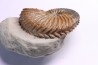 Hoplites dentatus - middle albian - courcelles quarry - Troyes - France