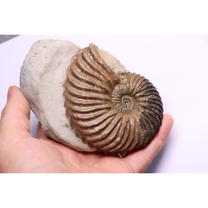 Hoplites dentatus - middle albian - courcelles quarry - Troyes - France