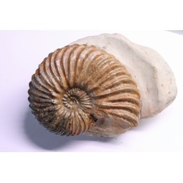 Hoplites dentatus - albien moyen - ancienne carrière Courcelles - France