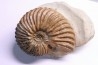 Hoplites dentatus - middle albian - courcelles quarry - Troyes - France