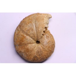 RARE: Calliphylloceras disputabile var heterophylloides - bajocien - Saint Vigor -14 - FRANCE