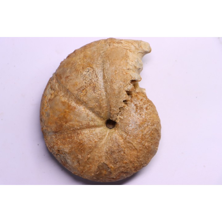 RARE !!!!! Calliphylloceras disputabile var. heterophylloides - bajocien - Saint Vigor -14 - FRANCE