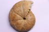 RARE !!!!! Calliphylloceras disputabile var. heterophylloides - bajocien - Saint Vigor -14 - FRANCE