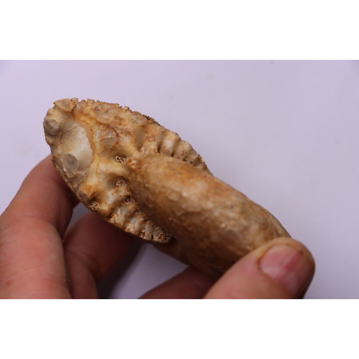 RARE !!!!! Calliphylloceras disputabile var. heterophylloides - bajocien - Saint Vigor -14 - FRANCE