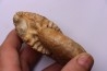 RARE !!!!! Calliphylloceras disputabile var. heterophylloides - bajocien - Saint Vigor -14 - FRANCE