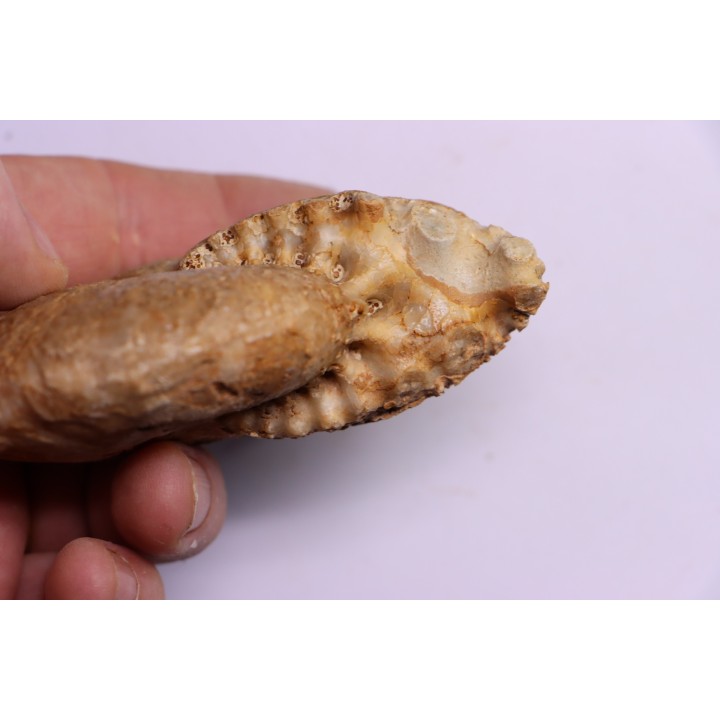 RARE !!!!! Calliphylloceras disputabile var. heterophylloides - bajocien - Saint Vigor -14 - FRANCE