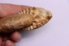 RARE !!!!! Calliphylloceras disputabile var. heterophylloides - bajocien - Saint Vigor -14 - FRANCE