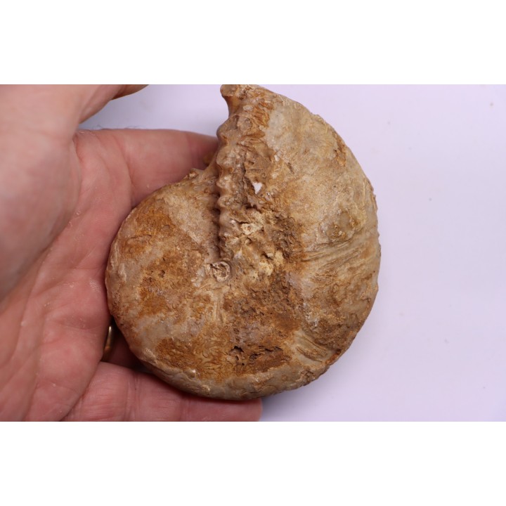 RARE !!!!! Calliphylloceras disputabile var. heterophylloides - bajocien - Saint Vigor -14 - FRANCE