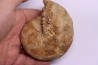 RARE !!!!! Calliphylloceras disputabile var. heterophylloides - bajocien - Saint Vigor -14 - FRANCE