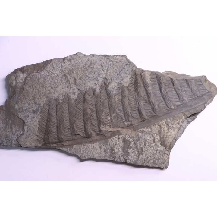 Fougère:  PECOPTERIS POLYMORPHA - Stephanian (carbonifere)  Graissesac, 34, FRANCE