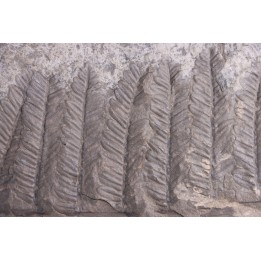 Fougère:  PECOPTERIS POLYMORPHA - Stephanian (carbonifere)  Graissesac, 34, FRANCE