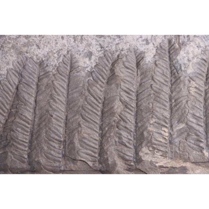 Fougère:  PECOPTERIS POLYMORPHA - Stephanian (carbonifere)  Graissesac, 34, FRANCE