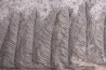 Fougère: PECOPTERIS POLYMORPHA - Stephanian (carbonifere) Graissesac, 34, FRANCE