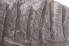 Fougère: PECOPTERIS POLYMORPHA - Stephanian (carbonifere) Graissesac, 34, FRANCE