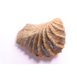 LINOTRIGONIA fittoni - Albien moyen - carriere Courcelles,  Villemoyenne, Aube, FRANCE