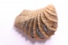 LINOTRIGONIA fittoni - Middle Albian - Courcelles quarry, Villemoyenne, Aube, FRANCE